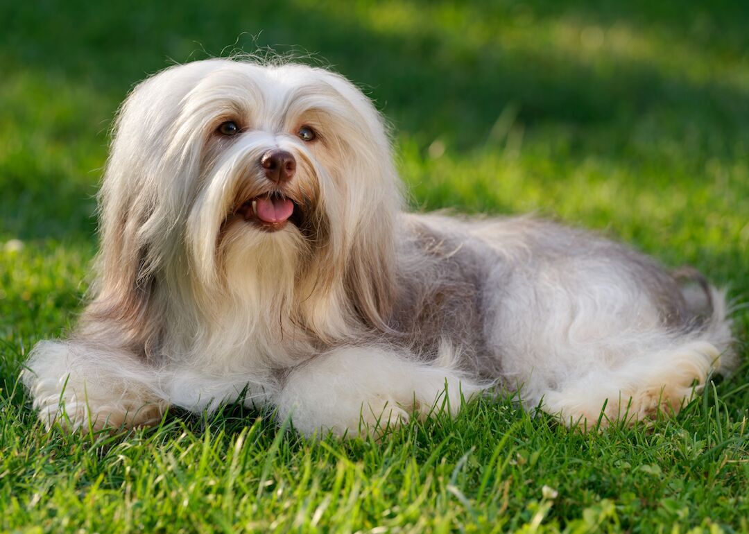 #6. Havanese